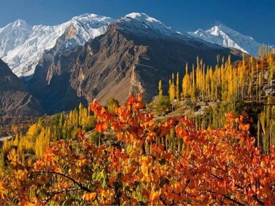 Snow peak above autumn poplars and orchards, Hunza valley