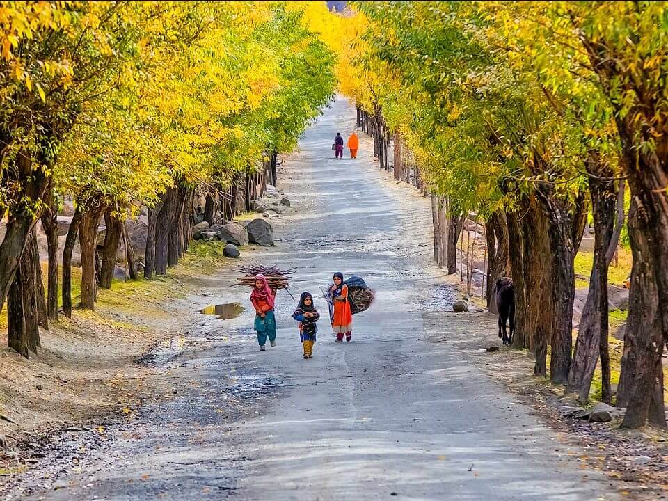 Children walking a poplar-lined road in autumn, Baltistan near Skardu